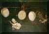 Coconut Cups for Drinking Kava