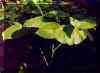 Kava Plant Grows Towards the Sunlight