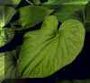 Heart-shaped Leaf of Kava