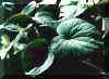 The Cultivated Kava Plants