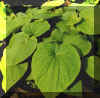 Kava Plants in Pots Ready for Transplanting