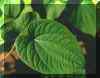 The Beauty of the Kava Leaf