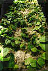  Young Kava Plants in Nursery Bed