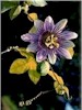 PassionFlower.jpg (7419 bytes)