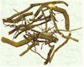 Kava Lateral Roots