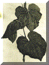 kavaleaf.gif (95616 bytes)