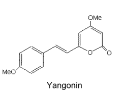 Yangonin